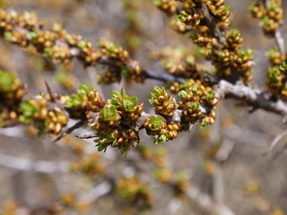Bush with buds of flowers on twig