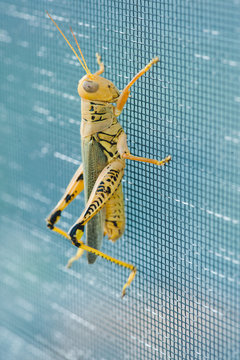 Cricket, cricket