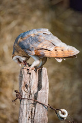 Barn owl (tyto alba) on wooden post eating prey.