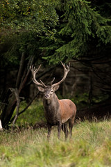 red deer, cervus elaphus, Czech republic