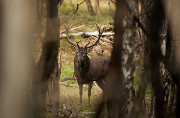 red deer, cervus elaphus, Czech republic