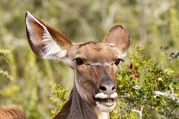 Close up of an female kudu standing and smiling