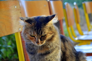 chat