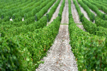 Fototapeta na wymiar Beautiful and green grape fields near the mountains in summer