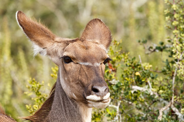 Close up of an female kudu standing