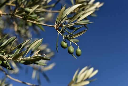 Green Olive on a Branch with Leaves over a blue sky