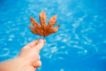 Hand of cleaner holds fall leaves on background swimming pool blue water. concept pool cleaning