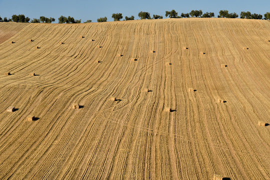 Bales of straw in harvested wheat field, Andalusia, Spain