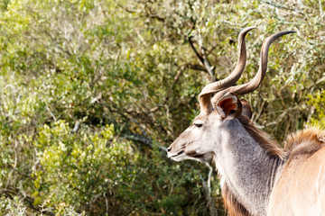 Naklejka na ściany i meble Side view of an Kudu standing