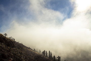 High clouds over pine forest on Tenerife