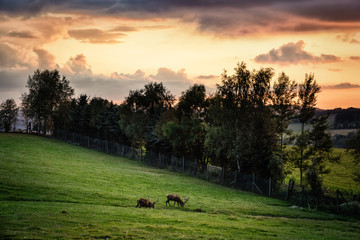 Hirsche auf der Wiese im Sonnenuntergang
