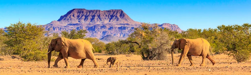 Photo sur Plexiglas Éléphant Éléphants du désert