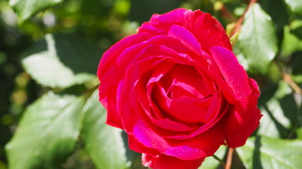 rosa vermelha
