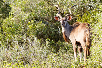 Kudu standing between all the bushes