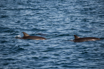 Fototapeta premium Two dolphins jumping in the Black sea