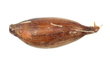 Bulb of Siberian lily or lavender mountain lily (Ixiolirion tataricum) isolated on white background
