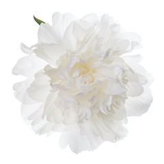 Isolated white peony flower.