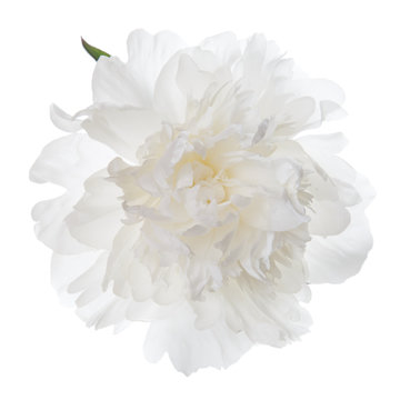 Fototapeta Odosobniony biały peonia kwiat.
