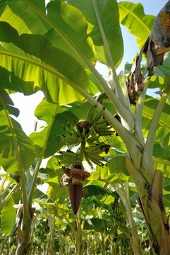 bunch of Musa acuminata banana on tree