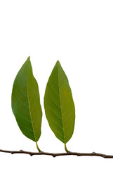 Custard Apple leaf isolated on white background