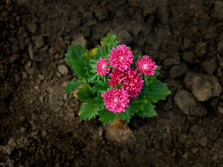 Pink chrysanthemum flowers in the garden
