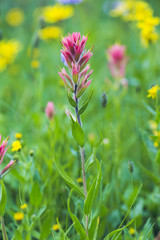 mountain flowers british columbia