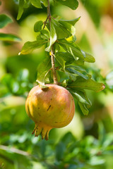Pomegranate fruits riping on the tree