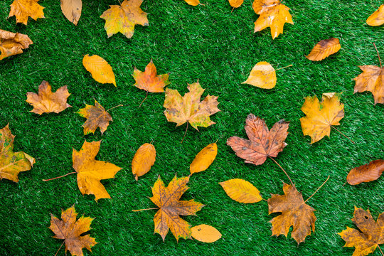various autumn leaves on green grass.
