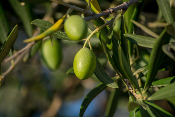 Ripe green olives on the tree