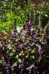 Obraz premium Fresh aromatic herbs basil plant in the garden