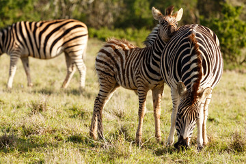 Fototapeta na wymiar Baby Zebra rubbing his head against his mom's back