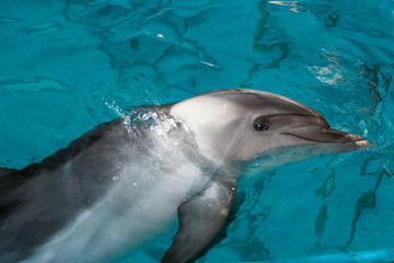 Dolphin in captivity
Horizontally. Dolphin stuck his head out of the turquoise water and showed a white belly