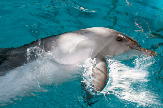 Dolphin in captivity
Horizontally. Dolphin stuck his head out of the turquoise water and hit the water with his fin