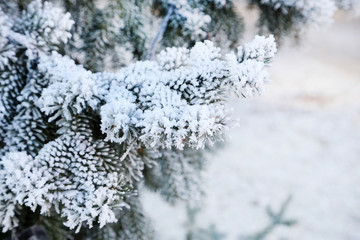 Frozen tree branches