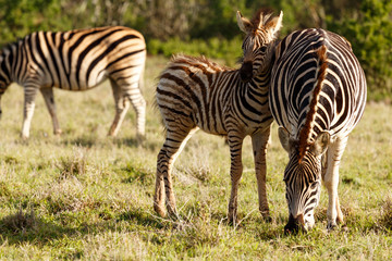 Fototapeta na wymiar Baby Zebra holding his head against his mom's back