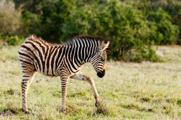 Baby Zebra scratching in the grass