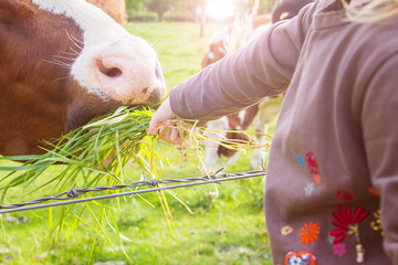 beautiful white red-haired young cow on the pasture eating from the hands of a child