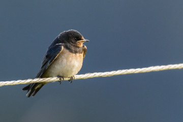Rauchschwalbe (hirundo rustica)