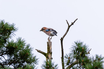Jay (Garrulus glandarius).
