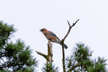 Jay (Garrulus glandarius).