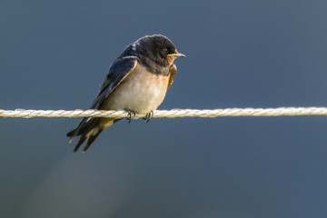 Rauchschwalbe (hirundo rustica)