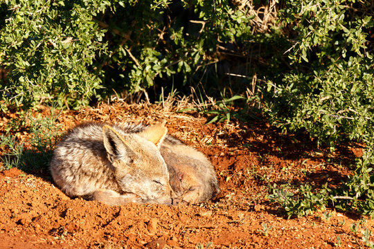 Black-backed Jackal sleeping peacefully in a hole in the ground
