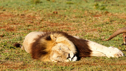 Lion sleeping peacefully next to his kill