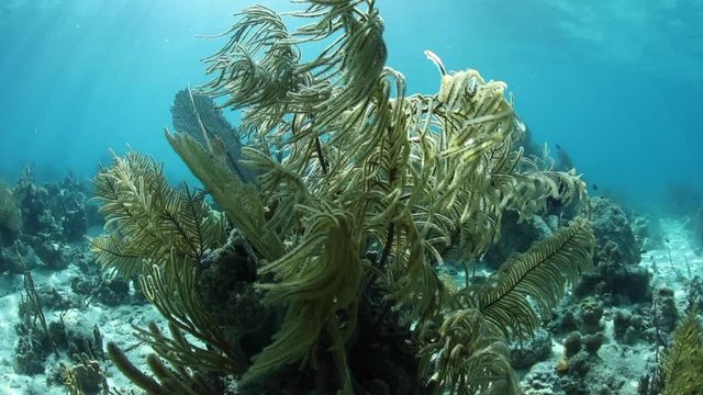 Gorgonian and Sunlight Underwater in Caribbean Sea
