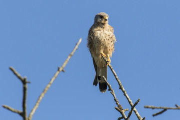Turmfalke (Falco tinnunculus)