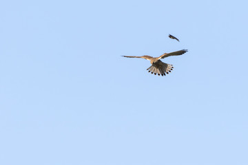 Turmfalke (Falco tinnunculus)