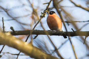Gimpel (Pyrrhula pyrrhula)