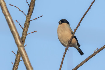 Gimpel (Pyrrhula pyrrhula)