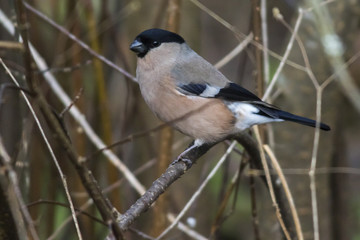 Gimpel (Pyrrhula pyrrhula)