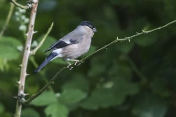 Gimpel (Pyrrhula pyrrhula)